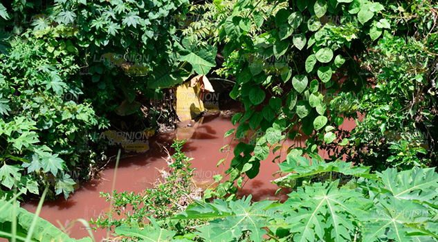 Desechos del rastro de Tihuatlán terminan en el arroyo Desechos Rastro Tihuatlán Terminan Arroyo