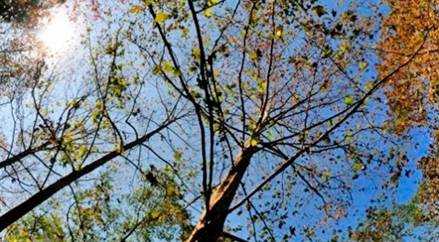 Altos índices de tala ilegal de árboles en Veracruz: Semarnat