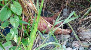 Encuentran cadáver a orilla de un río en Martínez de la Torre Encuentran Cadáver Orilla Río Martínez de la Torre