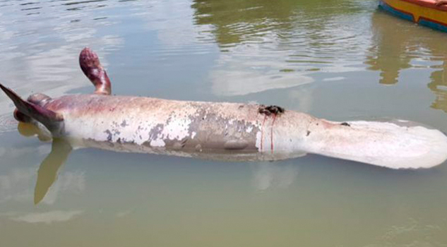 Poco probable brote de brucelosis que afecta a manatíes en Veracruz Poco Probable Brote Brucelosis Afecta Manatíes Veracruz