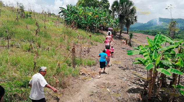Productores de cítricos en Papantla, resienten pérdidas Productores Cítricos Papantla Resienten Pérdidas