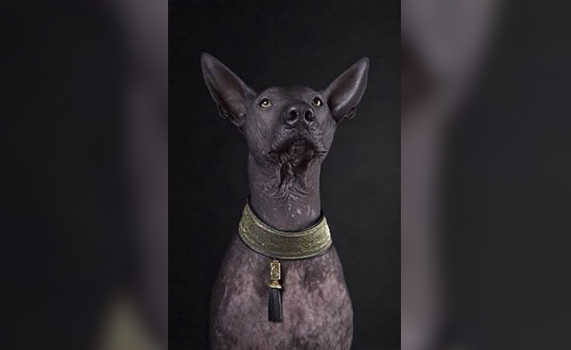 La leyenda del Xoloitzcuintle