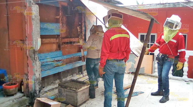 Enjambres de abejas silvestres se hacen mas presentes, debido a las altas temperaturas de la región