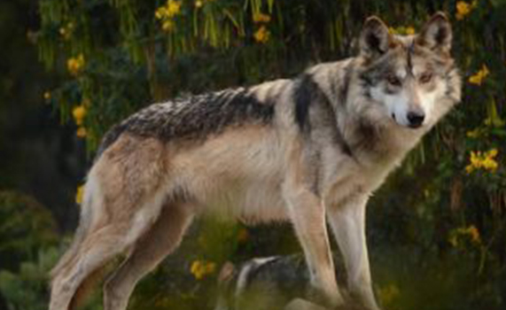 El Lobo mexicano, una frágil subespecie que lucha por sobrevivir a la extinción