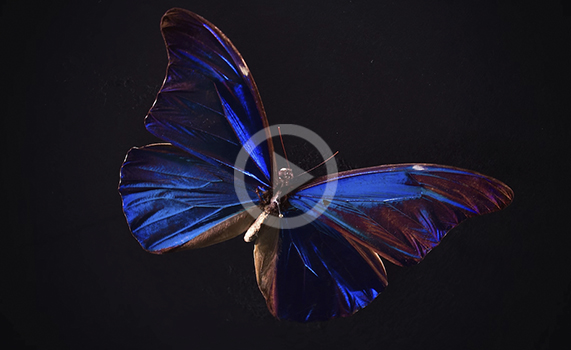VIDEO: ¿Cómo generan el magnifico azul de sus alas las mariposas morpho?