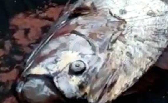 Pescadores hallan extraño pez de cinco metros de largo en Chile (FOTO,VIDEO)