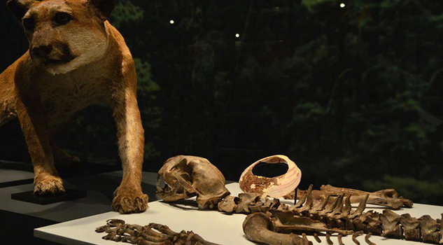 Descubren restos de animales en las ofrendas del Templo Mayor