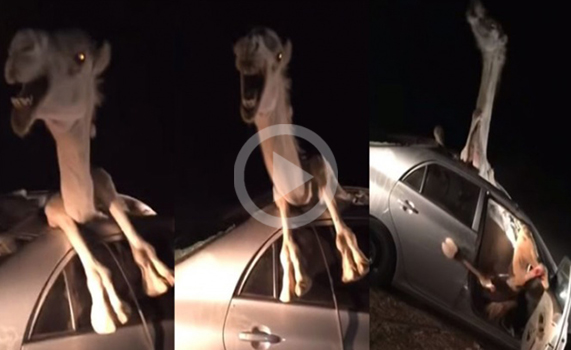 Camello termina atorado en un auto después de un choque