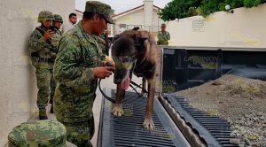 Capturan a persona de Martínez de la Torre con paquetes de droga Capturan Persona Martínez de la Torre Paquetes Droga