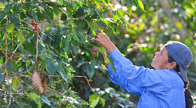 Cafetaleros demandan apoyo complementario para mantener la producción