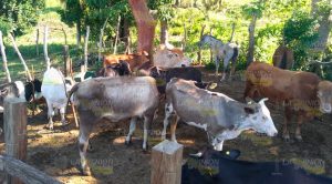 Encuentran presunto ganado robado en rancho entre Tihuatlán y Tuxpan Encuentran Presunto Ganado Robado Rancho Entre Tihuatlán Tuxpan