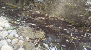 Grave contaminación ocasiona el rastro en Tihuatlán Grave Contaminación Ocasiona Rastro Tihuatlán