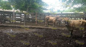 Grave contaminación ocasiona el rastro en Tihuatlán Grave Contaminación Ocasiona Rastro Tihuatlán