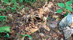 Hallan osamenta en el monte de un terreno en una comunidad de Tihuatlán Hallan Osamenta Monte De Terreno Comunidad Tihuatlán