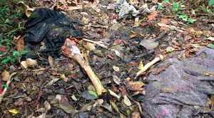 Hallan osamenta en el monte de un terreno en una comunidad de Tihuatlán Hallan Osamenta Monte De Terreno Comunidad Tihuatlán