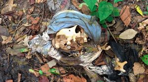 Hallan osamenta en el monte de un terreno en una comunidad de Tihuatlán Hallan Osamenta Monte De Terreno Comunidad Tihuatlán