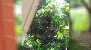 Intensifican detección y erradicación de enjambres en Cerro Azul Intensifican Detección Erradicación Enjambres Cerro Azul