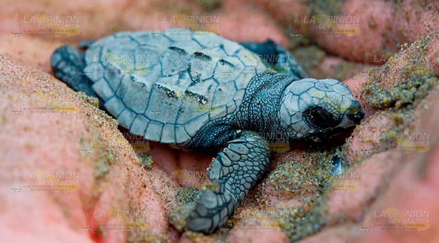 Llegan menos tortugas, depredación y caza aumentan