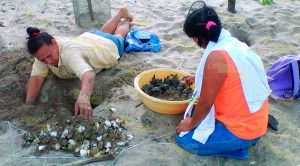 Llegan menos tortugas, depredación y caza aumentan Llegan Menos Tortugas Depredación Caza Aumentan