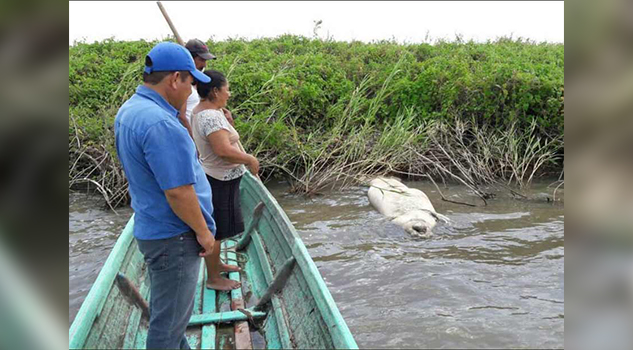 Profepa aún no determina la causa de muerte de 31 manatíes en Tabasco
