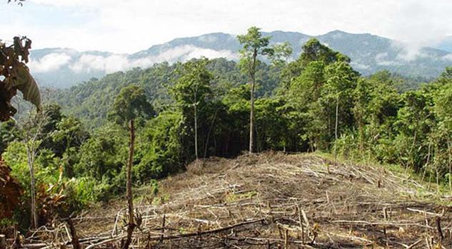 Manantiales de la Sierra en vías de extinción por deforestación Manantiales Sierra Vías Extinción Por Deforestación