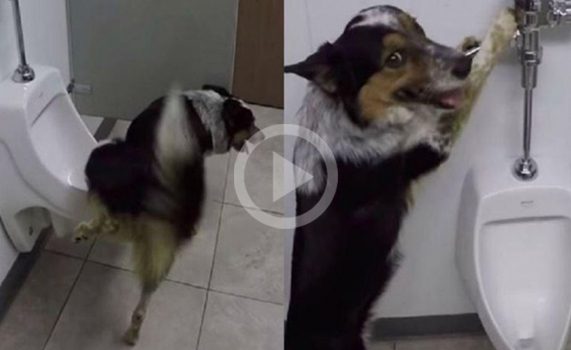 Perrito sorprende a internautas con su educación 'humana'