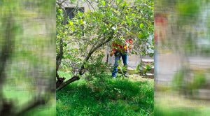 Retira Protección Civil Enjambre Vivienda Naranjos