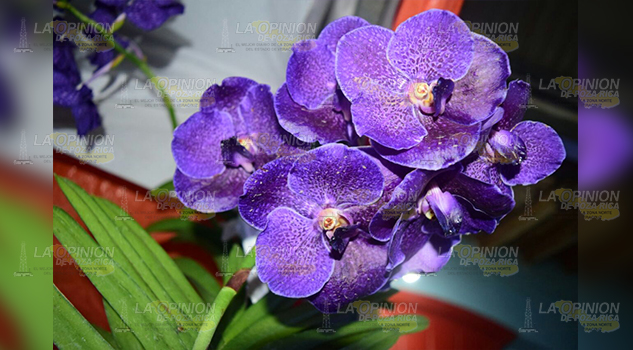 Grave daño a flora del bosque mesófilo
