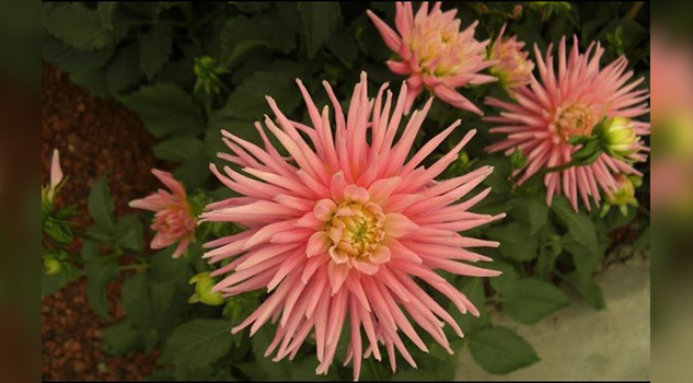 Dalia, flor de México que engalana jardines de Europa y EU