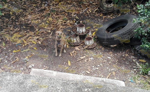 En la colonia Anáhuac, vecinos denuncian maltrato animal