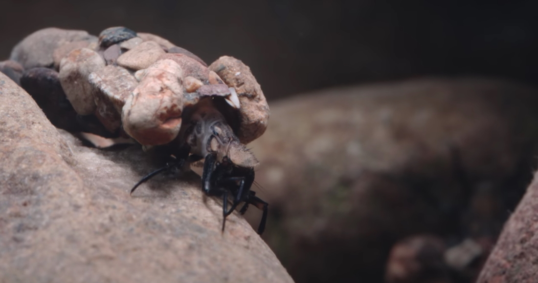 VIDEO: ¿Cómo se mantienen firmes los pequeños insectos ante las corrientes del agua?