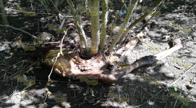 Hallan osamenta de una mujer en colonia Rafael Hernández Ochoa en Tuxpan