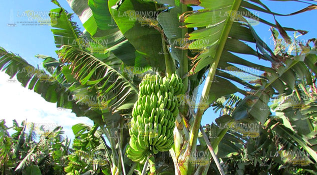 Decae producción de plátano macho