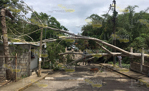 Árbol de Ficus cae por fuertes vientos en Poza Rica
