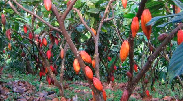 Ciencia y luz / Cacao: manjar de dioses, elixir de vida para mortales