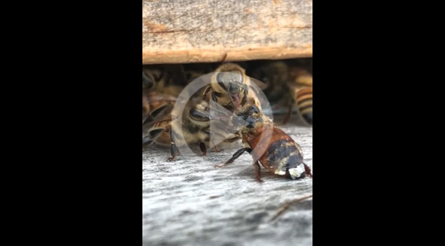 VIDEO: Abeja cae en contenedor de miel y compañeras la limpian para que pueda volar
