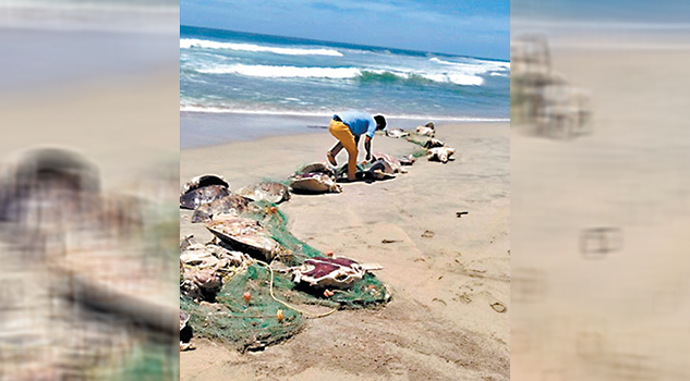 Aceptan ‘derrota’ en muerte de tortugas Aceptan Derrota Muerte Tortugas