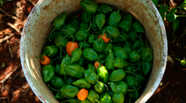 Capsaicina, molécula presente en chiles que puede combatir obesidad Capsaicina Molécula Presente Chiles Puede Combatir Obesidad