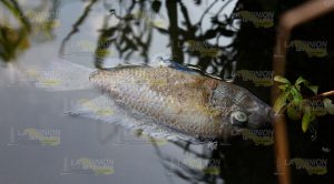 Contaminan arroyo "Frijolillo" en Emiliano Zapata, Papantla Contaminan Arroyo Frijolillo Emiliano Zapata Papantla