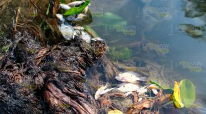 Contaminan arroyo "Frijolillo" en Emiliano Zapata, Papantla Contaminan Arroyo Frijolillo Emiliano Zapata Papantla