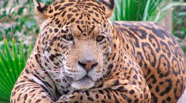 Investiga Profepa presunta caza de jaguar en Jesús Carranza, Veracruz