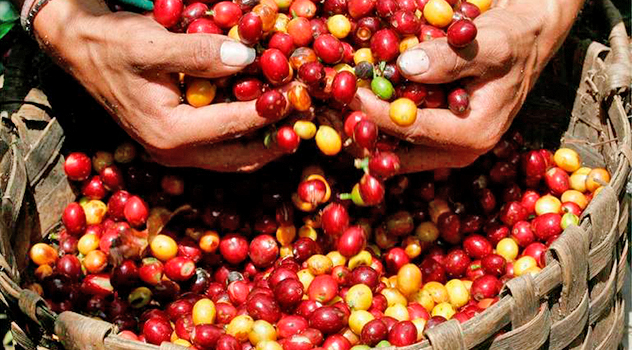Vuelve a caer precio del café: productores recibirán 50% menos en esta cosecha