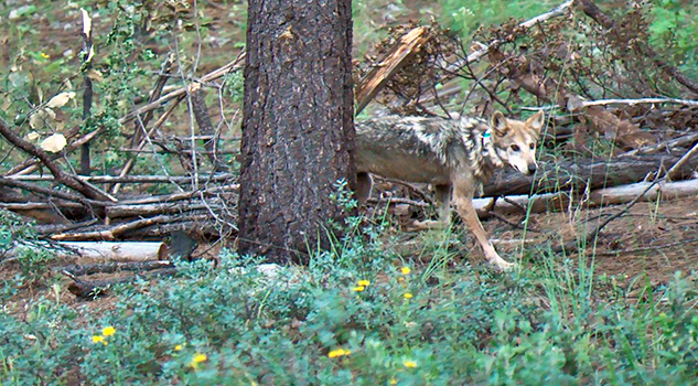 En un hecho histórico, siete lobos mexicanos fueron liberados en su hábitat natural