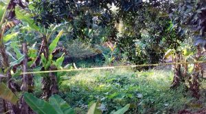 Encuentran cuerpo putrefacto en Río Sordo, Tlapacoyan Encuentran Cuerpo Putrefacto Río Sordo Tlapacoyan