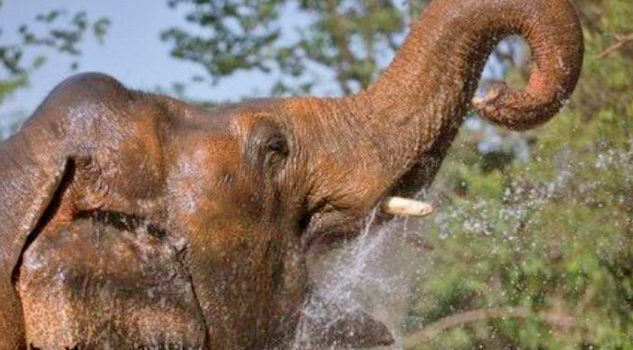Muere una turista alemana tras ser pisoteada por un elefante