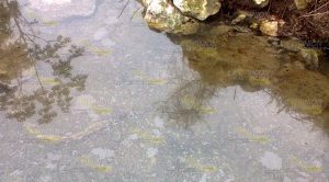 Imparable contaminación del arroyo “Los Tejones” Imparable Contaminación Arroyo Los Tejones