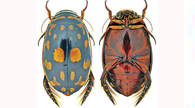 Invivo/ Insectos los escarabajos del agua