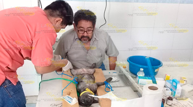 Llevan a cabo Campaña de vacunación antirrábica y de esterilización en Álamo Llevan Cabo Campaña Vacunación Antirrábica Esterilización Álamo
