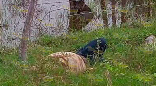 Lo encuentran ejecutado en potrero en Pánuco Lo Encuentran Ejecutado Potrero Pánuco