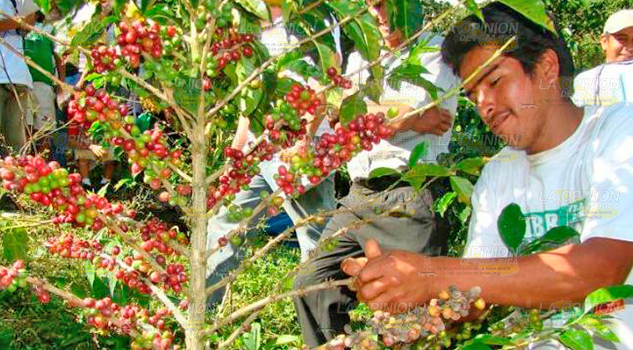Temen mal uso de fideicomiso: Incertidumbre de cafetaleros
